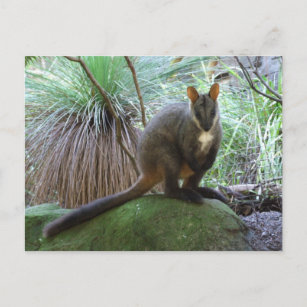 Carte postale Rock Wallaby