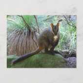 Carte postale Rock Wallaby (Devant)