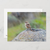 Carte Postale Rock Wren (Devant / Derrière)