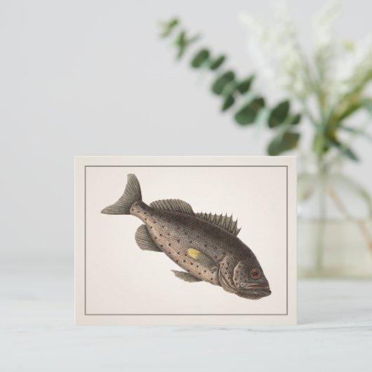 Carte postale Rockfish - Style I (Debout devant)