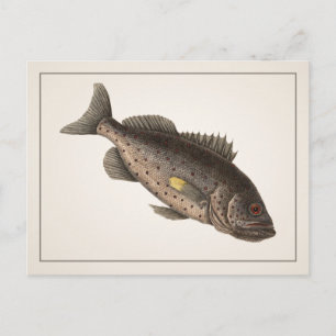 Carte postale Rockfish - Style I