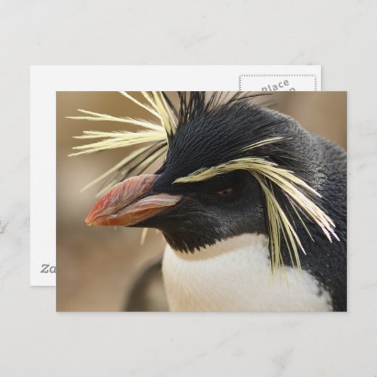 Carte postale Rockhopper Penguin (Devant / Derrière)