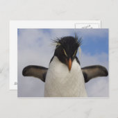 Carte Postale Rockhopper Penguin Eudyptes chrysocome (Devant / Derrière)
