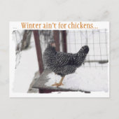 Carte postale Rocky (Devant)