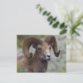 Carte Postale Rocky Mountain Bighorn Sheep Ram (Debout devant)