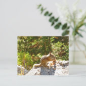 Carte Postale Rocky Mountain Chipmunk (Debout devant)