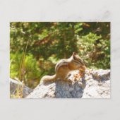 Carte Postale Rocky Mountain Chipmunk (Devant)