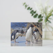 Carte postale Rocky Trio (Debout devant)