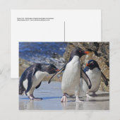 Carte postale Rocky Trio (Devant / Derrière)