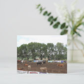 Carte Postale Rodeo Horses and Bulls (Debout devant)