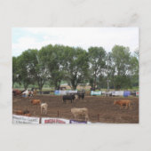 Carte Postale Rodeo Horses and Bulls (Devant)