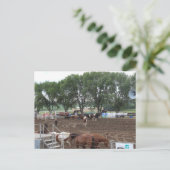 Carte Postale Rodeo Horses and Bulls (Debout devant)