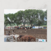 Carte Postale Rodeo Horses and Bulls (Devant)