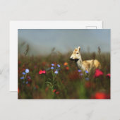 Carte postale Roe in a Meadow (Devant / Derrière)