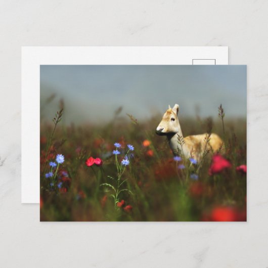 Carte postale Roe in a Meadow (Devant / Derrière)