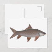 Carte Postale Roho Labeo (Devant / Derrière)