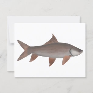 Carte Postale Roho Labeo