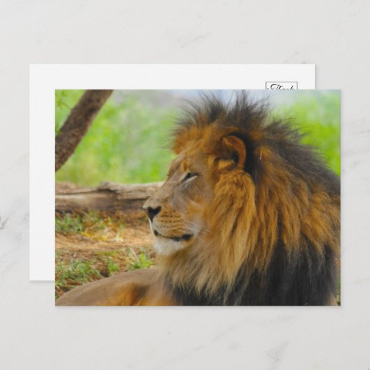 Carte Postale Roi (Devant / Derrière)