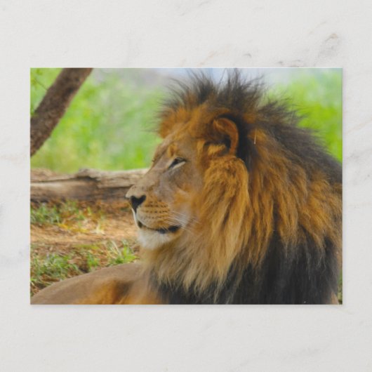 Carte Postale Roi (Devant)