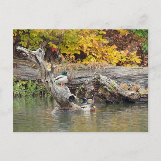 Carte Postale Roi du journal (Devant)