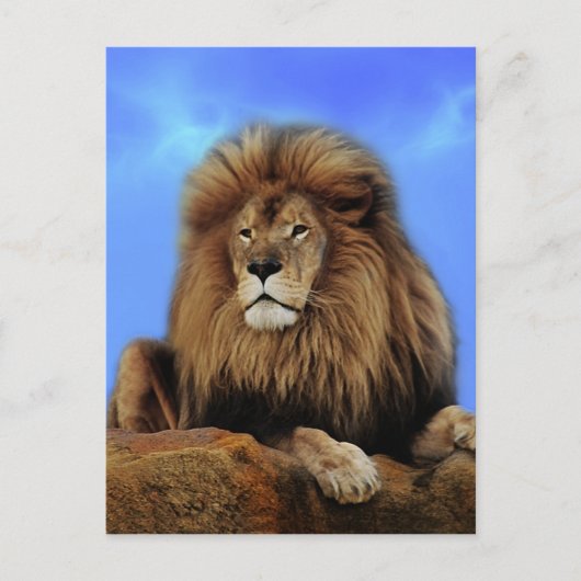 Carte Postale Roi Lion en Afrique (Devant)