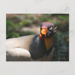 Carte Postale Roi Vautour closeup Sarcoramphus papa