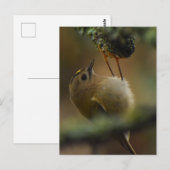 Carte Postale Roitelet à couronne dorée (Devant / Derrière)