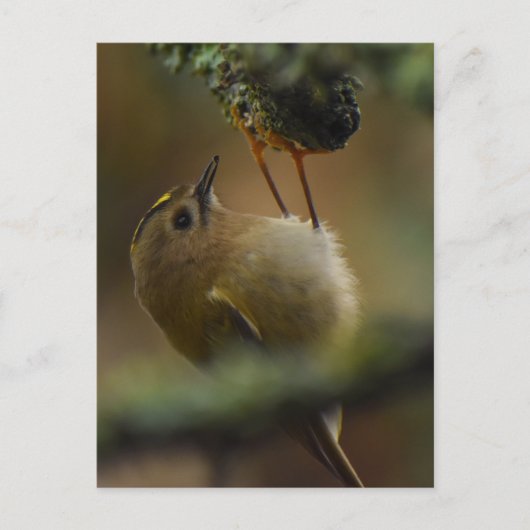 Carte Postale Roitelet à couronne dorée (Devant)