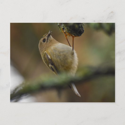 Carte Postale Roitelet à couronne dorée (Devant)