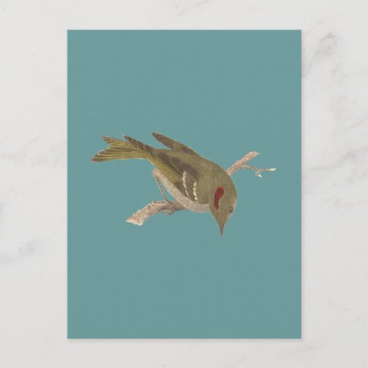 Carte Postale Roitelet à couronne rubis (Regulus calendula) (Devant)