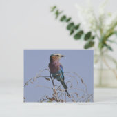 Carte Postale Roller Bird botté (Debout devant)