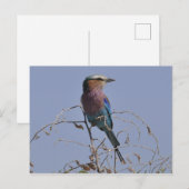 Carte Postale Roller Bird botté (Devant / Derrière)