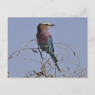 Carte Postale Roller Bird botté