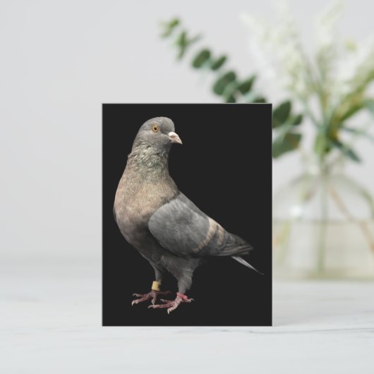 Carte Postale Roller Pigeon (Debout devant)