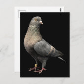 Carte Postale Roller Pigeon (Devant / Derrière)