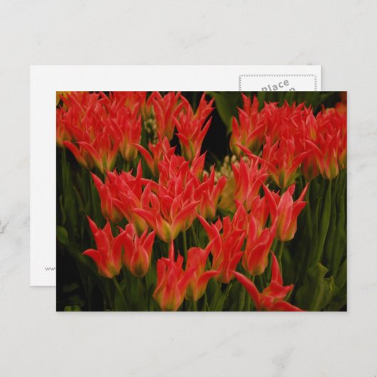 Carte Postale Romance russe (Devant / Derrière)