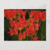 Carte Postale Romance russe (Devant)