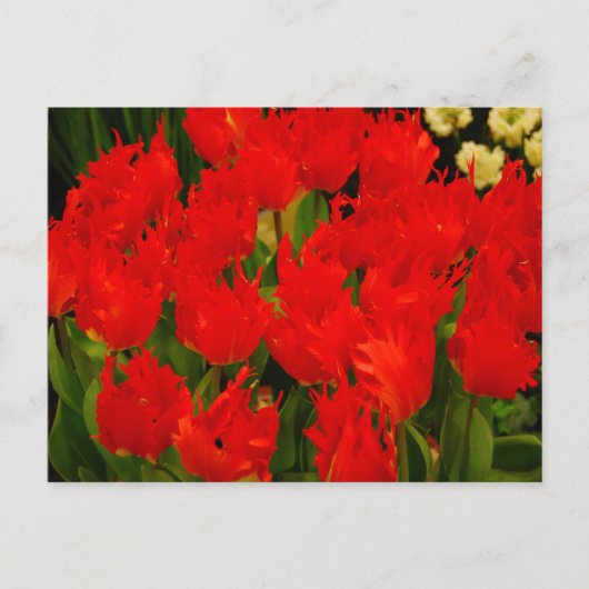 Carte Postale Romance russe (Devant)