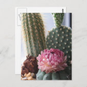 Carte postale Romans 8:37 Cactus (Devant / Derrière)