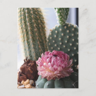 Carte postale Romans 8:37 Cactus