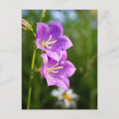 Carte Postale Romantic Flowers – Botanical Fantasy Boho (Devant)