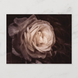 Carte Postale Romantica - ce rose dit amour