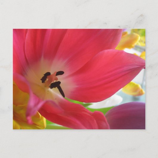 Carte postale Romantique Red Tulip (Devant)