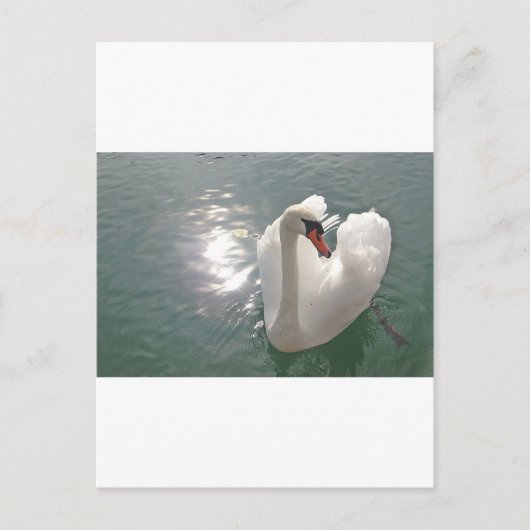 Carte Postale Romantischer weisser Schwan (Devant)