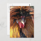 Carte Postale Roo polonaise (Devant / Derrière)