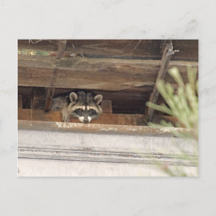 Carte postale Roofie Raccoon