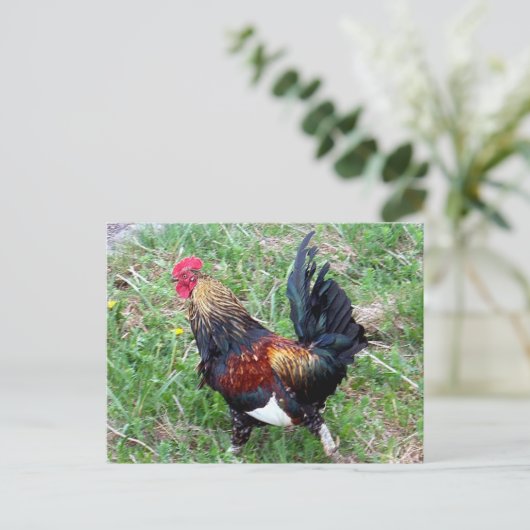 Carte postale Rooster (Debout devant)