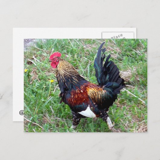 Carte postale Rooster (Devant / Derrière)