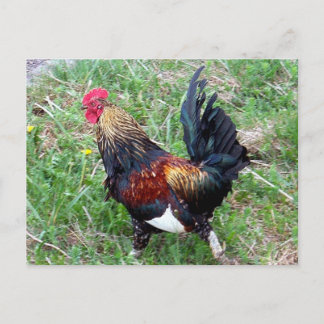 Carte postale Rooster