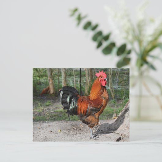 Carte Postale Rooster (Debout devant)